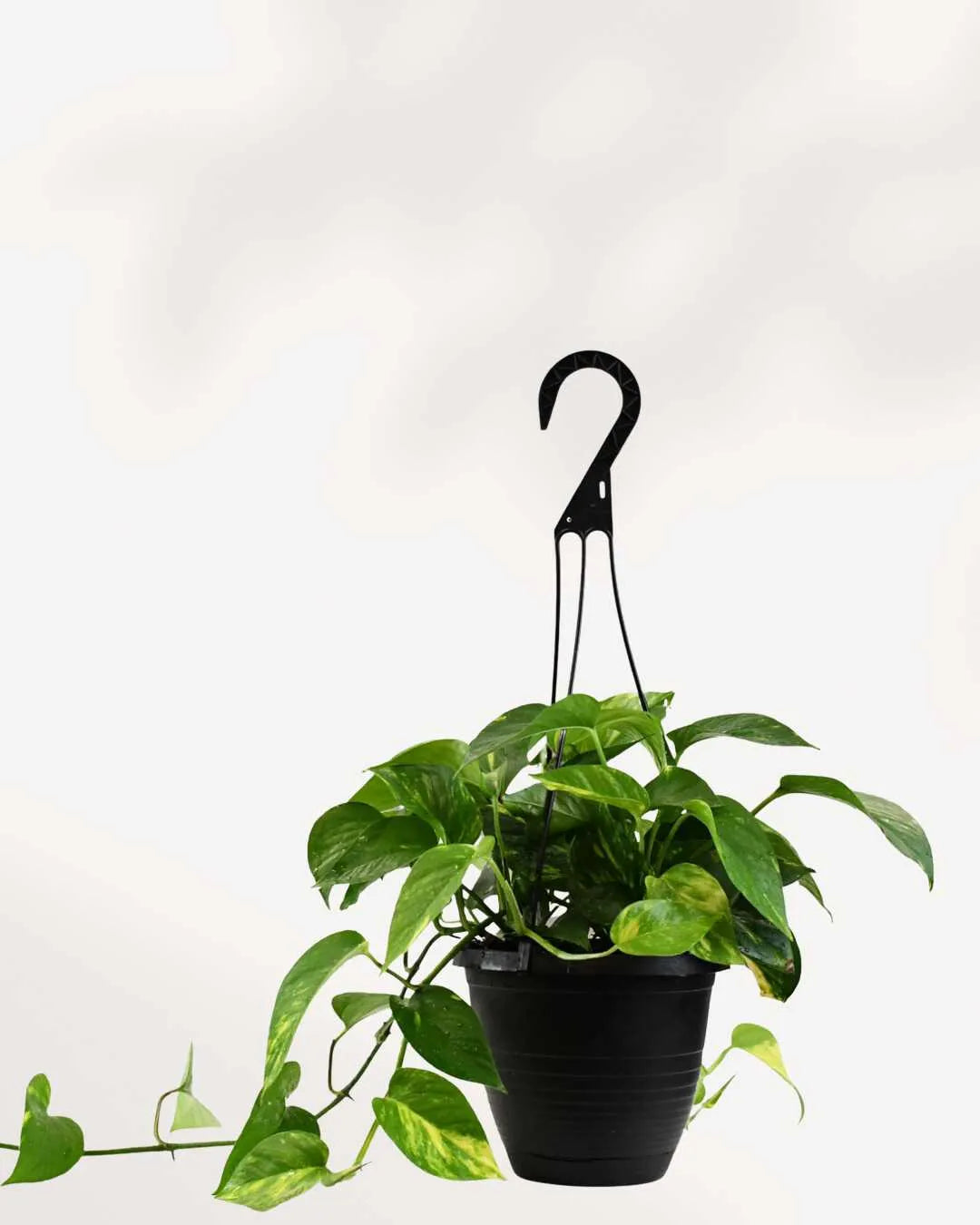 Pothos Golden - Epipremnum Aureum Golden Mygreenscape | Buy Plants Online Pothos art-noise.myshopify.com pothos-golden-epipremnum-aureum-golden Pothos Golden - Epipremnum Aureum Golden Mygreenscape | Buy Plants Online Pothos art-noise.myshopify.com pothos-golden-epipremnum-aureum-golden