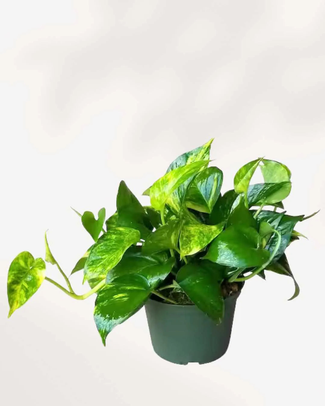 Pothos Golden - Epipremnum Aureum Golden Mygreenscape | Buy Plants Online Pothos art-noise.myshopify.com pothos-golden-epipremnum-aureum-golden Pothos Golden - Epipremnum Aureum Golden Mygreenscape | Buy Plants Online Pothos art-noise.myshopify.com pothos-golden-epipremnum-aureum-golden