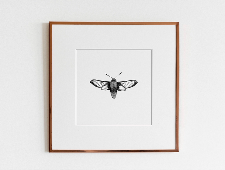 ElizabethAnnFrancis Hummingbird Moth 5x5"