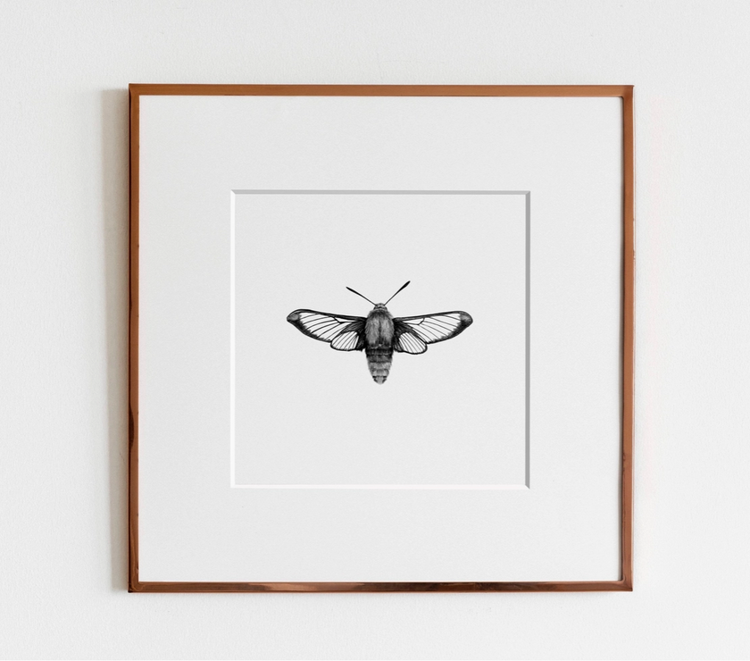 ElizabethAnnFrancis Hummingbird Moth 5x5" - Art Noise