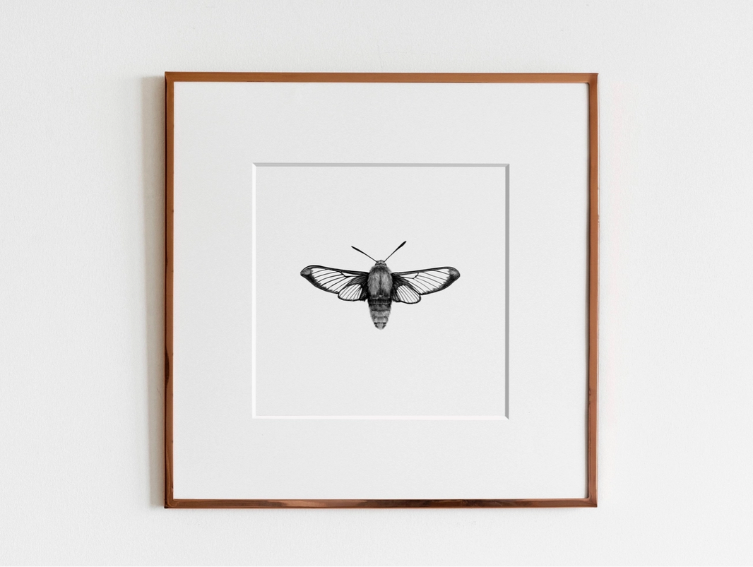 ElizabethAnnFrancis Hummingbird Moth 5x5" - Art Noise