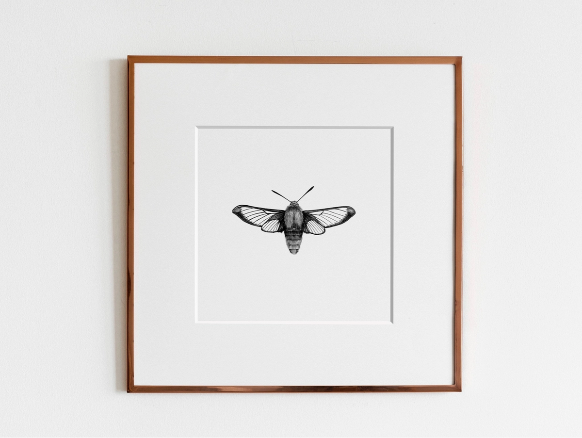 ElizabethAnnFrancis Hummingbird Moth 5x5&quot;