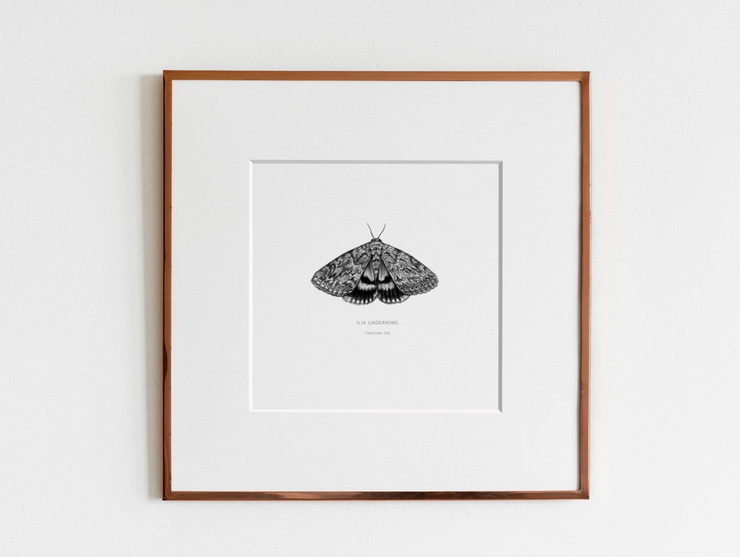 ElizabethAnnFrancis Ilia Underwing Moth 5X5"