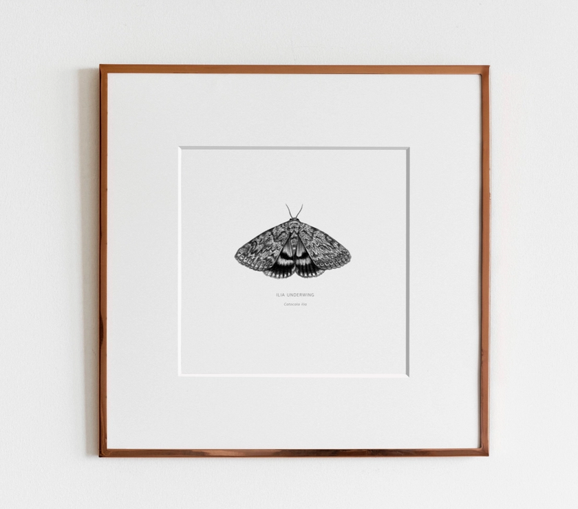 ElizabethAnnFrancis Ilia Underwing Moth 5X5" - Art Noise