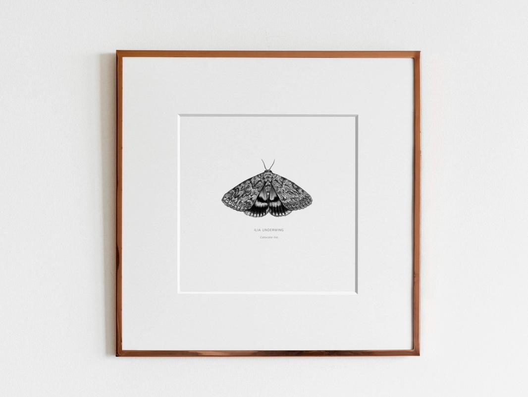 ElizabethAnnFrancis Ilia Underwing Moth 5X5" - Art Noise