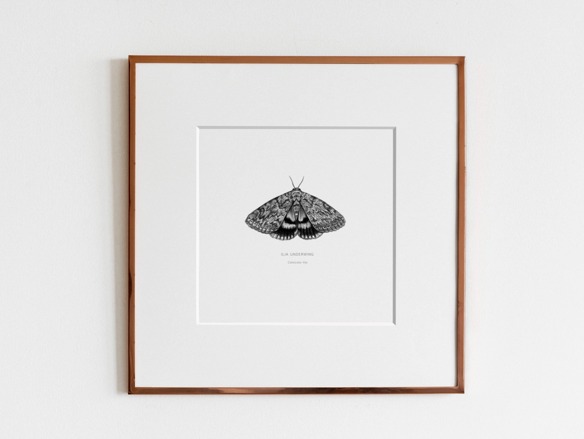 ElizabethAnnFrancis Ilia Underwing Moth 5X5&quot;