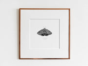 ElizabethAnnFrancis Ilia Underwing Moth 5X5" - Art Noise ElizabethAnnFrancis Ilia Underwing Moth 5X5" ElizabethAnnFrancis Fine Art Prints art-noise.myshopify.com elizabethannfrancis-ilia-underwing-moth-5x5 ElizabethAnnFrancis Ilia Underwing Moth 5X5" ElizabethAnnFrancis Fine Art Prints art-noise.myshopify.com elizabethannfrancis-ilia-underwing-moth-5x5