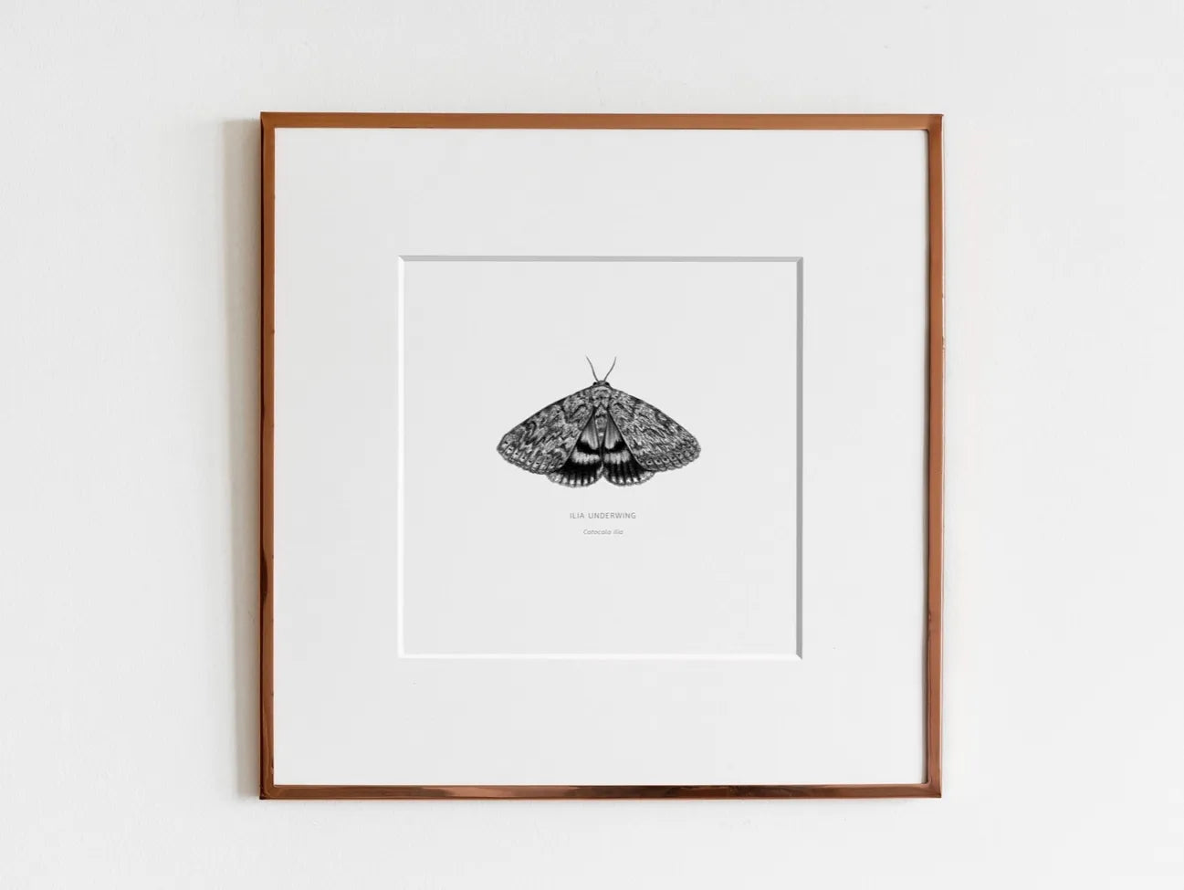 ElizabethAnnFrancis Ilia Underwing Moth 5X5" - Art Noise ElizabethAnnFrancis Ilia Underwing Moth 5X5" ElizabethAnnFrancis Fine Art Prints art-noise.myshopify.com elizabethannfrancis-ilia-underwing-moth-5x5 ElizabethAnnFrancis Ilia Underwing Moth 5X5" ElizabethAnnFrancis Fine Art Prints art-noise.myshopify.com elizabethannfrancis-ilia-underwing-moth-5x5
