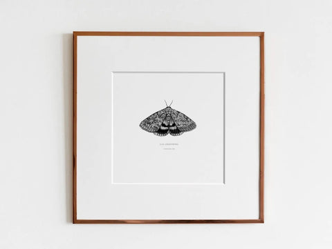 ElizabethAnnFrancis Ilia Underwing Moth 5X5" - Art Noise ElizabethAnnFrancis Ilia Underwing Moth 5X5" ElizabethAnnFrancis Fine Art Prints art-noise.myshopify.com elizabethannfrancis-ilia-underwing-moth-5x5 ElizabethAnnFrancis Ilia Underwing Moth 5X5" ElizabethAnnFrancis Fine Art Prints art-noise.myshopify.com elizabethannfrancis-ilia-underwing-moth-5x5
