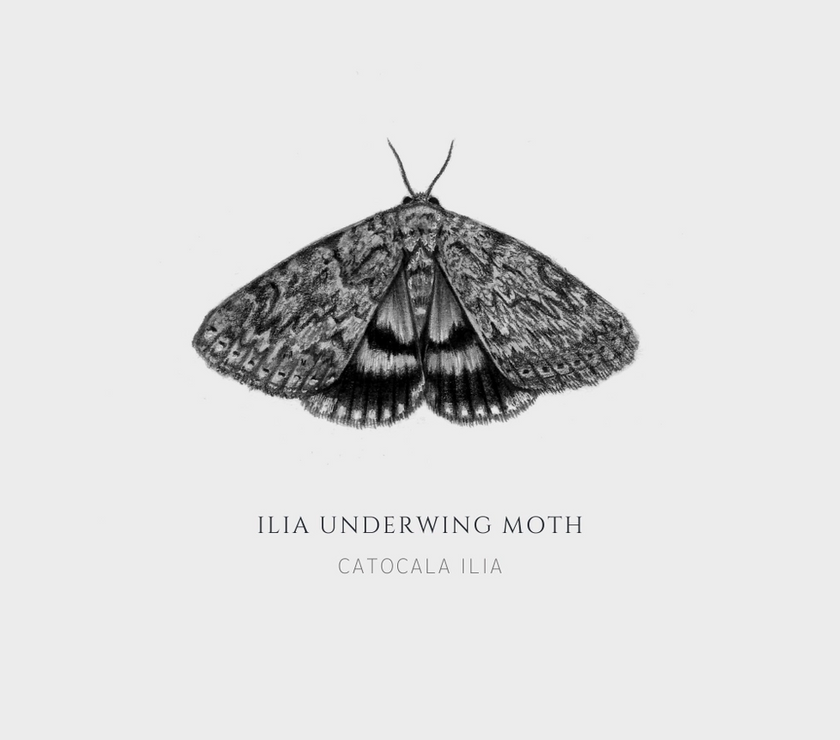 ElizabethAnnFrancis Ilia Underwing Moth 5X5" - Art Noise