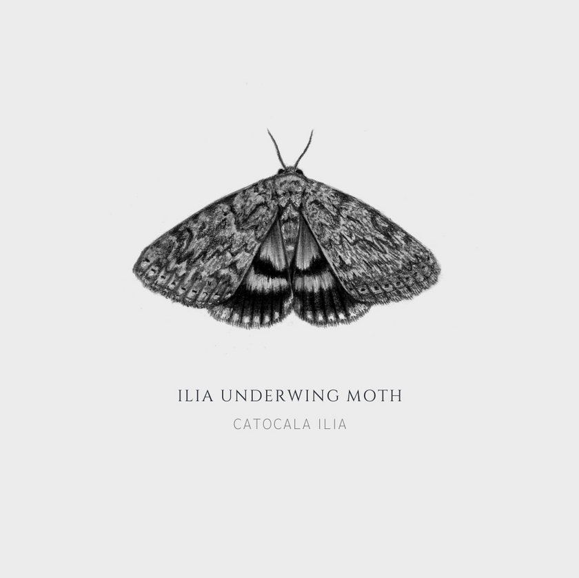 ElizabethAnnFrancis Ilia Underwing Moth 5X5" - Art Noise