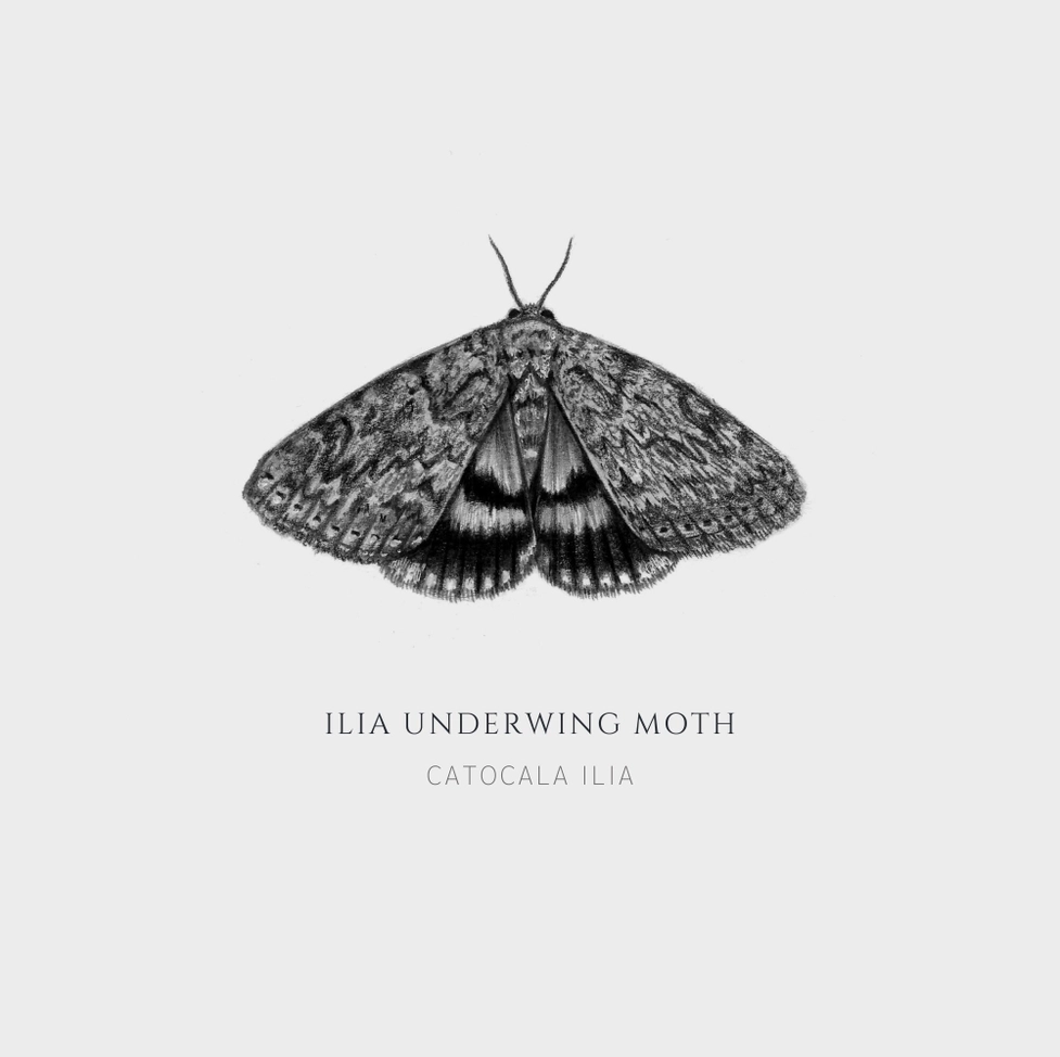 ElizabethAnnFrancis Ilia Underwing Moth 5X5" - Art Noise