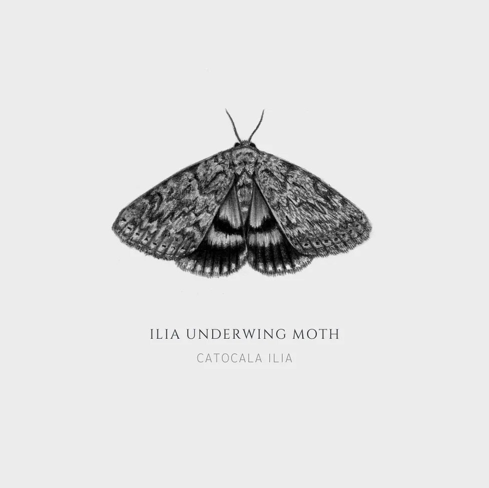 ElizabethAnnFrancis Ilia Underwing Moth 5X5" - Art Noise ElizabethAnnFrancis Ilia Underwing Moth 5X5" ElizabethAnnFrancis Fine Art Prints art-noise.myshopify.com elizabethannfrancis-ilia-underwing-moth-5x5 ElizabethAnnFrancis Ilia Underwing Moth 5X5" ElizabethAnnFrancis Fine Art Prints art-noise.myshopify.com elizabethannfrancis-ilia-underwing-moth-5x5