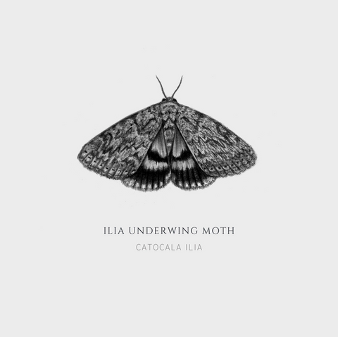 ElizabethAnnFrancis Ilia Underwing Moth 5X5" - Art Noise ElizabethAnnFrancis Ilia Underwing Moth 5X5" ElizabethAnnFrancis Fine Art Prints art-noise.myshopify.com elizabethannfrancis-ilia-underwing-moth-5x5