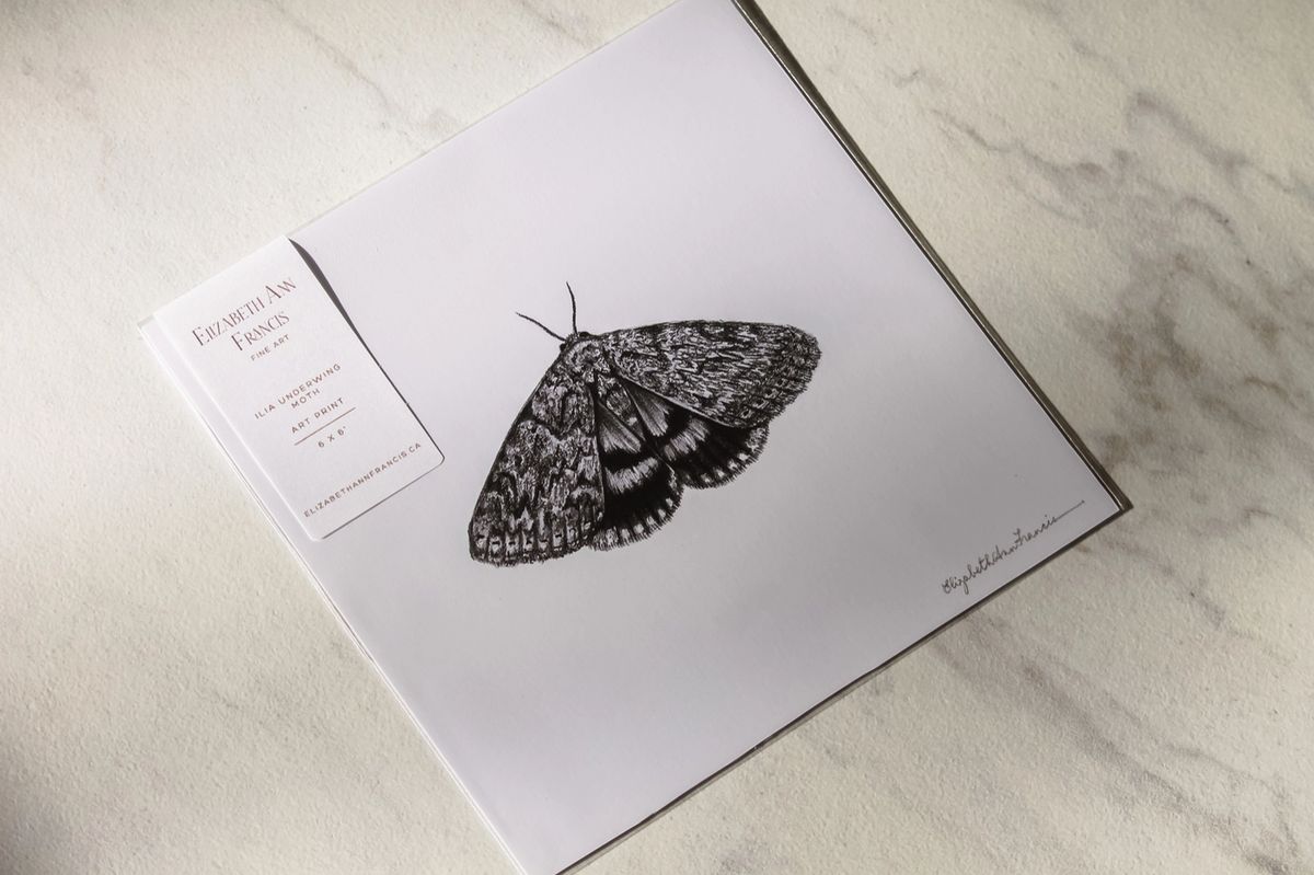 ElizabethAnnFrancis Ilia Underwing Moth 8X8&quot;