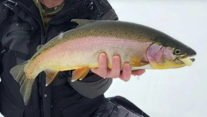 🍁Black Pine 2.75" Tubes 3/pk Stony Tackle Shack Fishing Baits & Lures art-noise.myshopify.com black-pine-2-75-tubes-3-pk-1 🍁Black Pine 2.75" Tubes 3/pk Stony Tackle Shack Fishing Baits & Lures art-noise.myshopify.com black-pine-2-75-tubes-3-pk-1