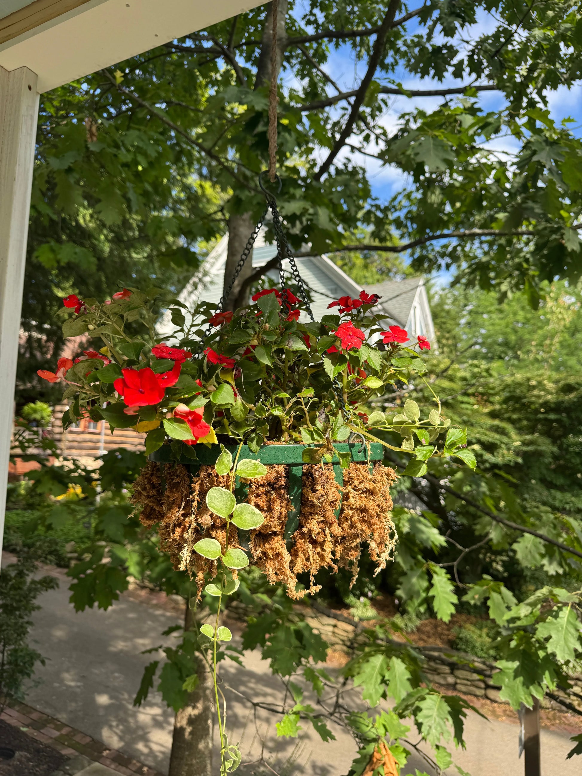 Premium Sphagnum Moss Mossify product_type art-noise.myshopify.com premium-sphagnum-moss Premium Sphagnum Moss Mossify  art-noise.myshopify.com premium-sphagnum-moss