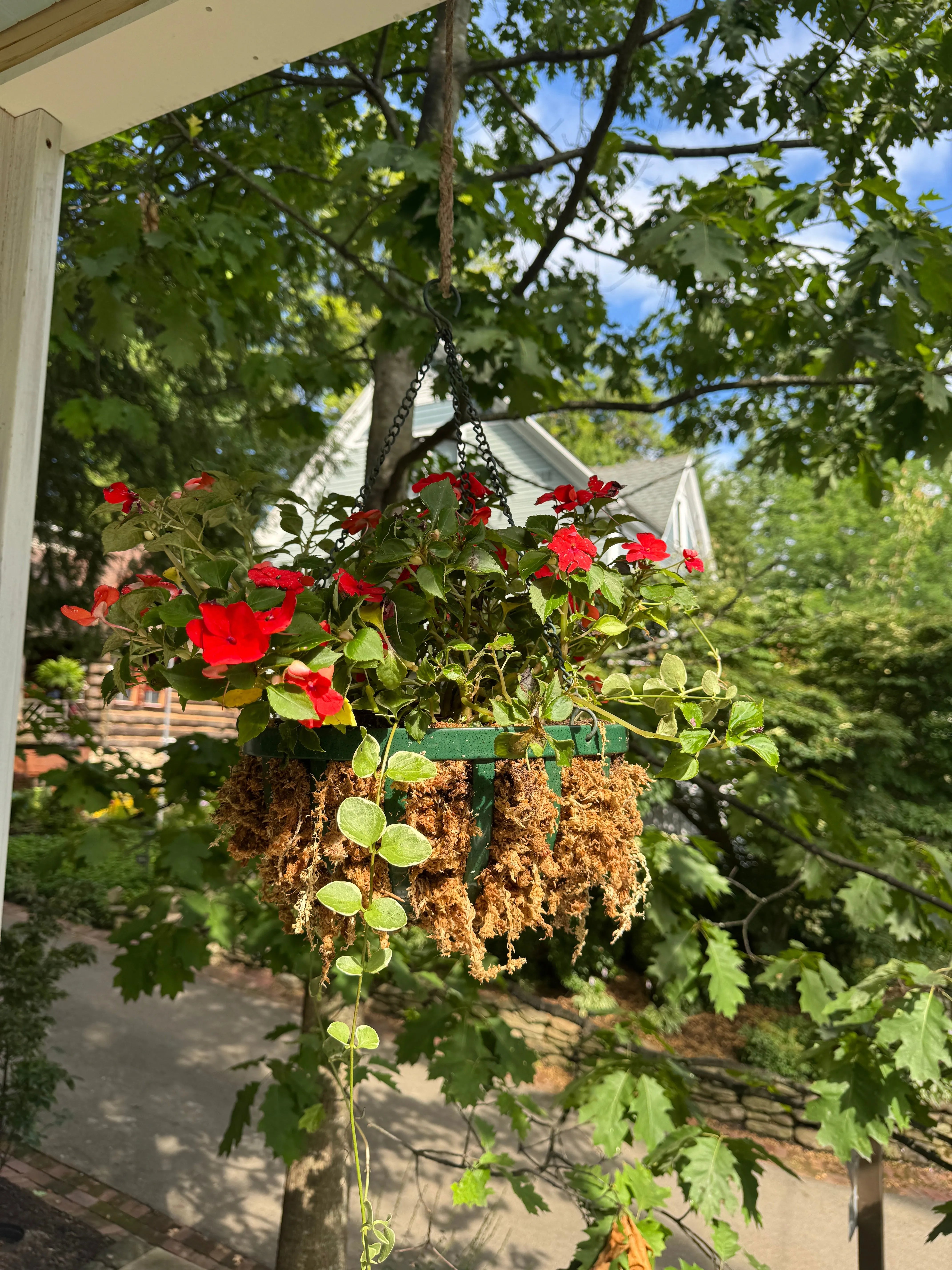 Premium Sphagnum Moss Mossify product_type art-noise.myshopify.com premium-sphagnum-moss Premium Sphagnum Moss Mossify  art-noise.myshopify.com premium-sphagnum-moss