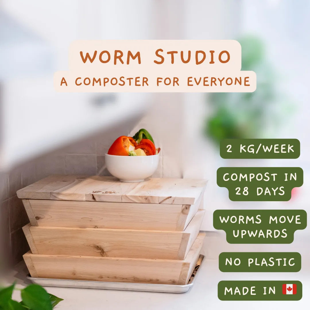 Worm Studio | Art Noise