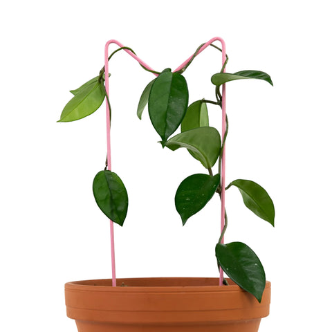 "M" Metal Trellis Mossify Accessories art-noise.myshopify.com m-metal-trellis "M" Metal Trellis Mossify Accessories art-noise.myshopify.com m-metal-trellis