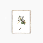 Magnolia Emma Allen Design Studio Print art-noise.myshopify.com magnolia
