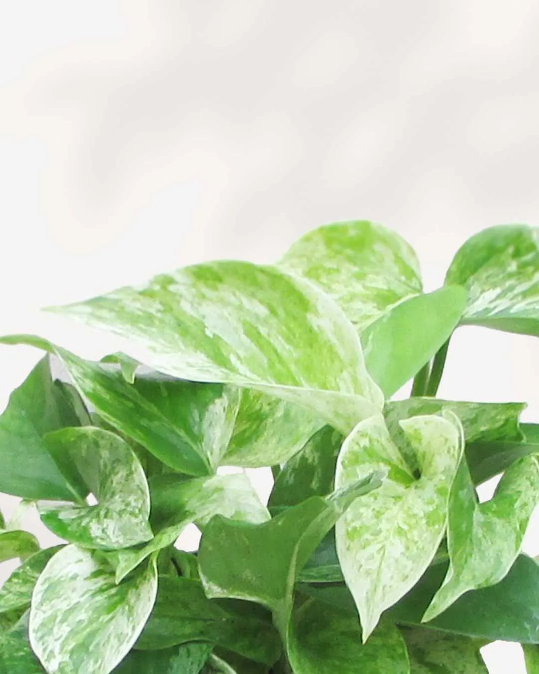 Marble Queen Pothos - Epipremnum Aureum Marble Queen Mygreenscape | Buy Plants Online Pothos art-noise.myshopify.com marble-queen-pothos-epipremnum-aureum-marble-queen Marble Queen Pothos - Epipremnum Aureum Marble Queen Mygreenscape | Buy Plants Online Pothos art-noise.myshopify.com marble-queen-pothos-epipremnum-aureum-marble-queen