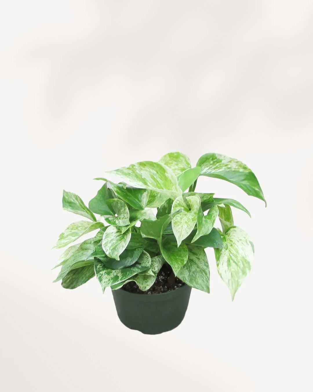  Marble Queen Pothos - Epipremnum Aureum Marble Queen Mygreenscape | Buy Plants Online Pothos art-noise.myshopify.com marble-queen-pothos-epipremnum-aureum-marble-queen