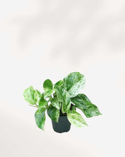 Marble Queen Pothos - Epipremnum Aureum Marble Queen