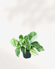  Marble Queen Pothos - Epipremnum Aureum Marble Queen Mygreenscape | Buy Plants Online Pothos art-noise.myshopify.com marble-queen-pothos-epipremnum-aureum-marble-queen