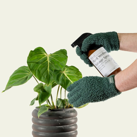 Microfiber Plant Dusting Gloves Fuliage Gloves art-noise.myshopify.com microfiber-plant-dusting-gloves Microfiber Plant Dusting Gloves Fuliage Gloves art-noise.myshopify.com microfiber-plant-dusting-gloves