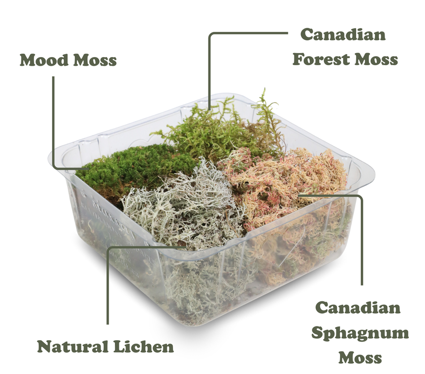 Revita-Moss Mixed Pack