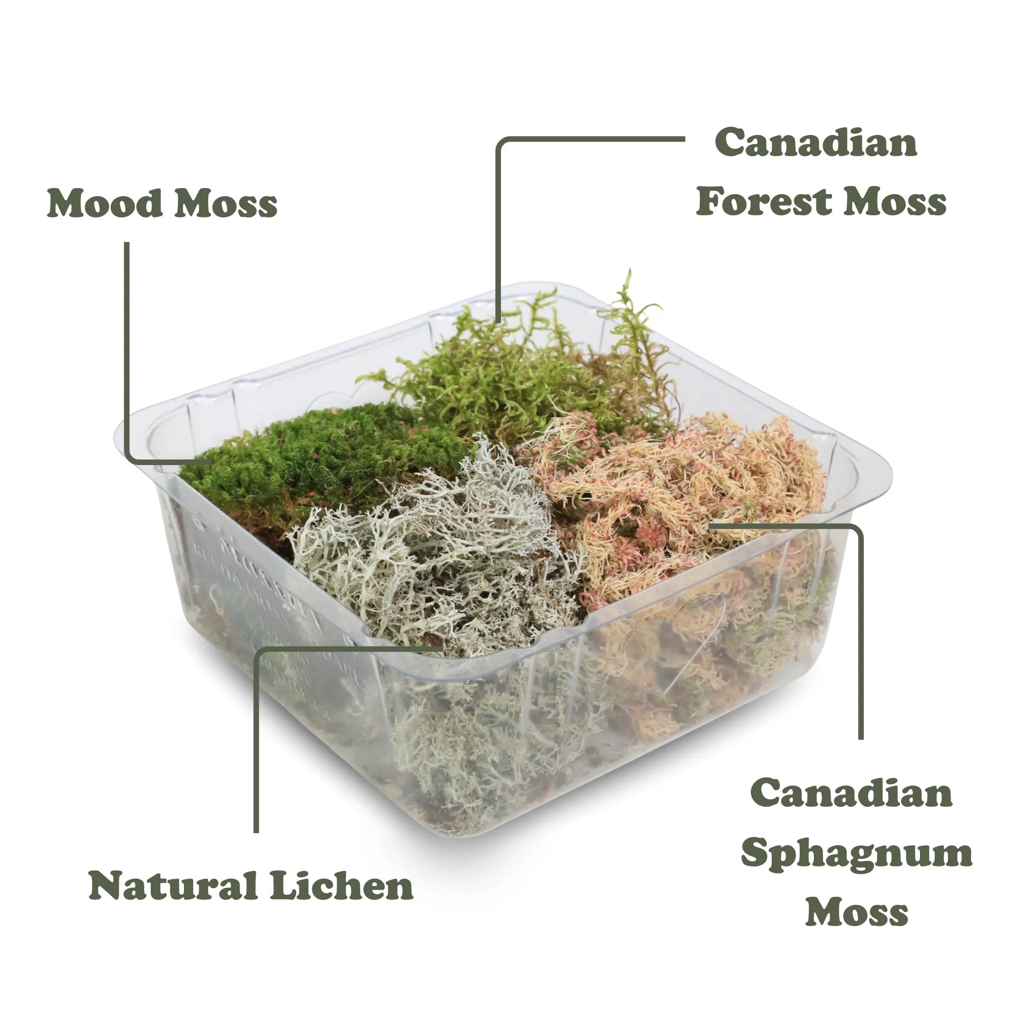 Revita-Moss Mixed Pack Mossify moss art-noise.myshopify.com revita-moss-mixed-pack Revita-Moss Mixed Pack Mossify moss art-noise.myshopify.com revita-moss-mixed-pack