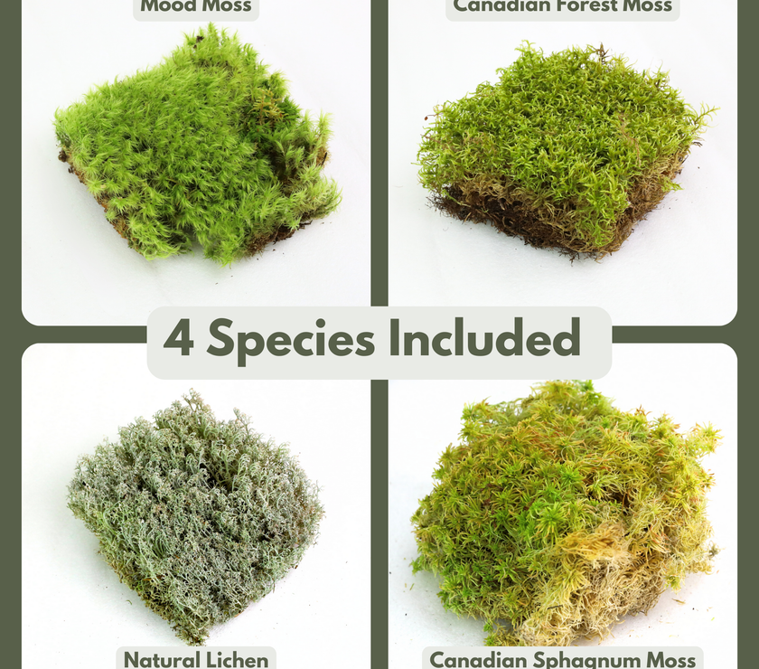 Revita-Moss Mixed Pack