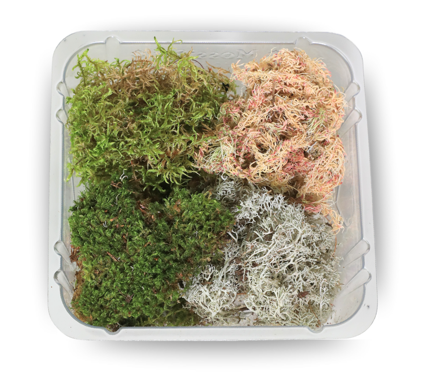 Revita-Moss Mixed Pack