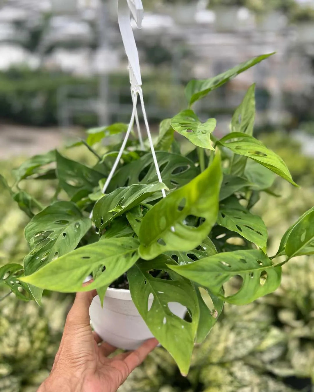 Monstera Adansonii – Indoor Plant for Homes Mygreenscape | Buy Plants Online Monstera art-noise.myshopify.com monstera-adansonii-indoor-plant-for-homes Monstera Adansonii – Indoor Plant for Homes Mygreenscape | Buy Plants Online Monstera art-noise.myshopify.com monstera-adansonii-indoor-plant-for-homes