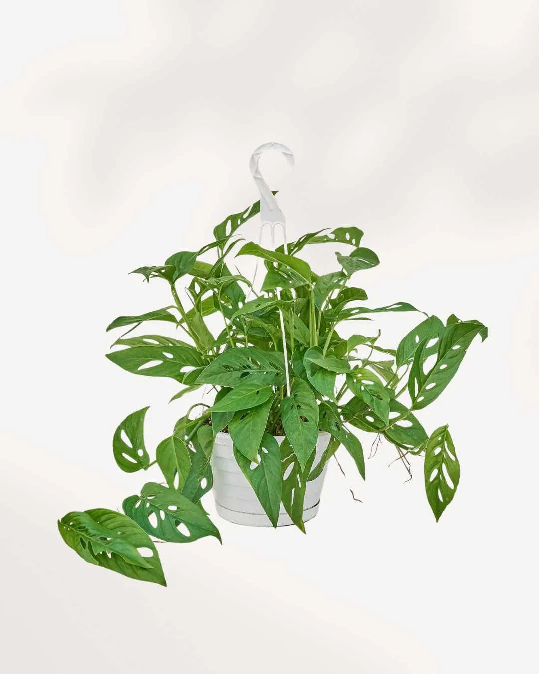 Monstera Adansonii – Indoor Plant for Homes Mygreenscape | Buy Plants Online Monstera art-noise.myshopify.com monstera-adansonii-indoor-plant-for-homes Monstera Adansonii – Indoor Plant for Homes Mygreenscape | Buy Plants Online Monstera art-noise.myshopify.com monstera-adansonii-indoor-plant-for-homes