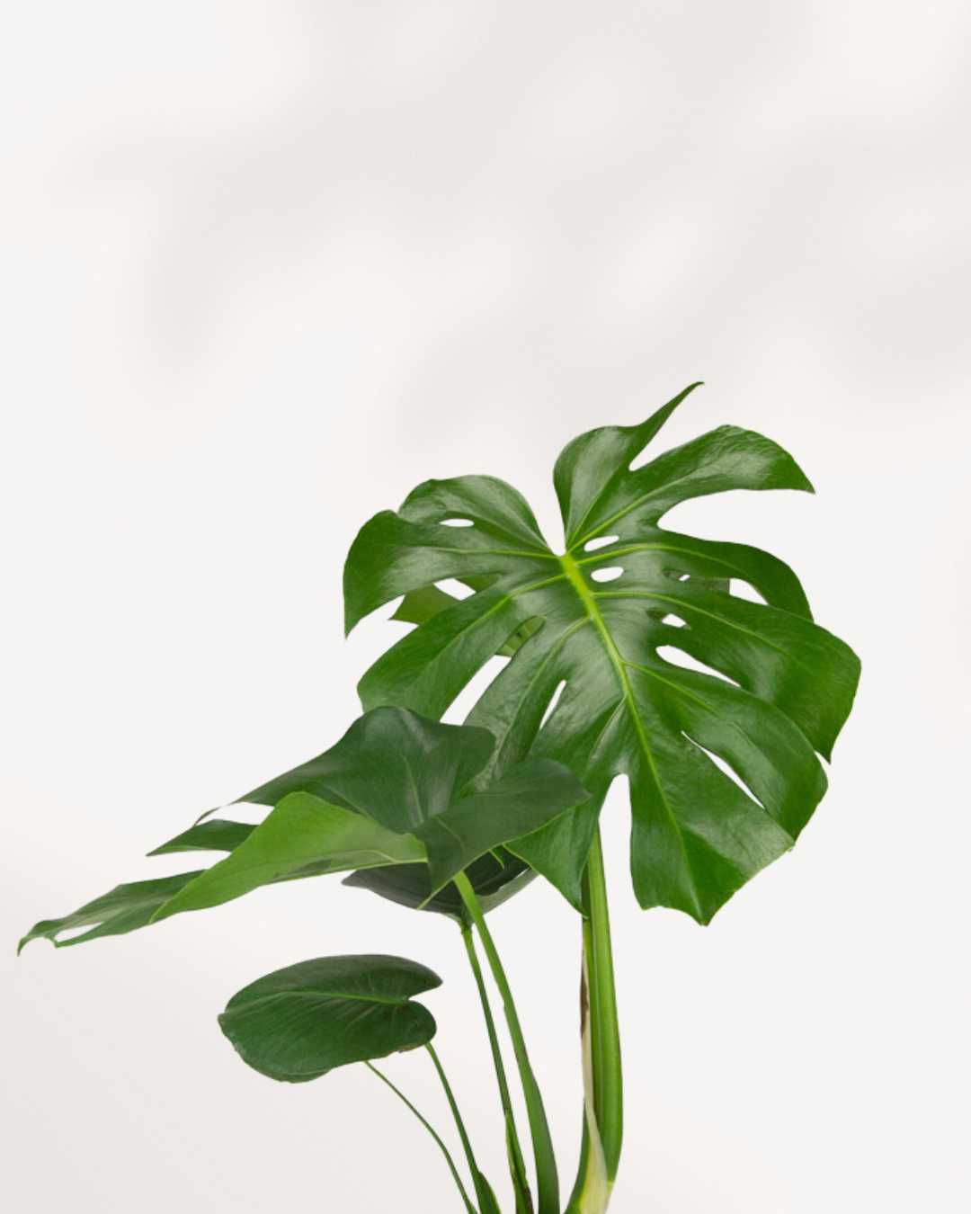 Monstera Deliciosa - Swiss Cheese Plant Deliciosa Mygreenscape | Buy Plants Online Monstera art-noise.myshopify.com monstera-deliciosa-swiss-cheese-plant-deliciosa