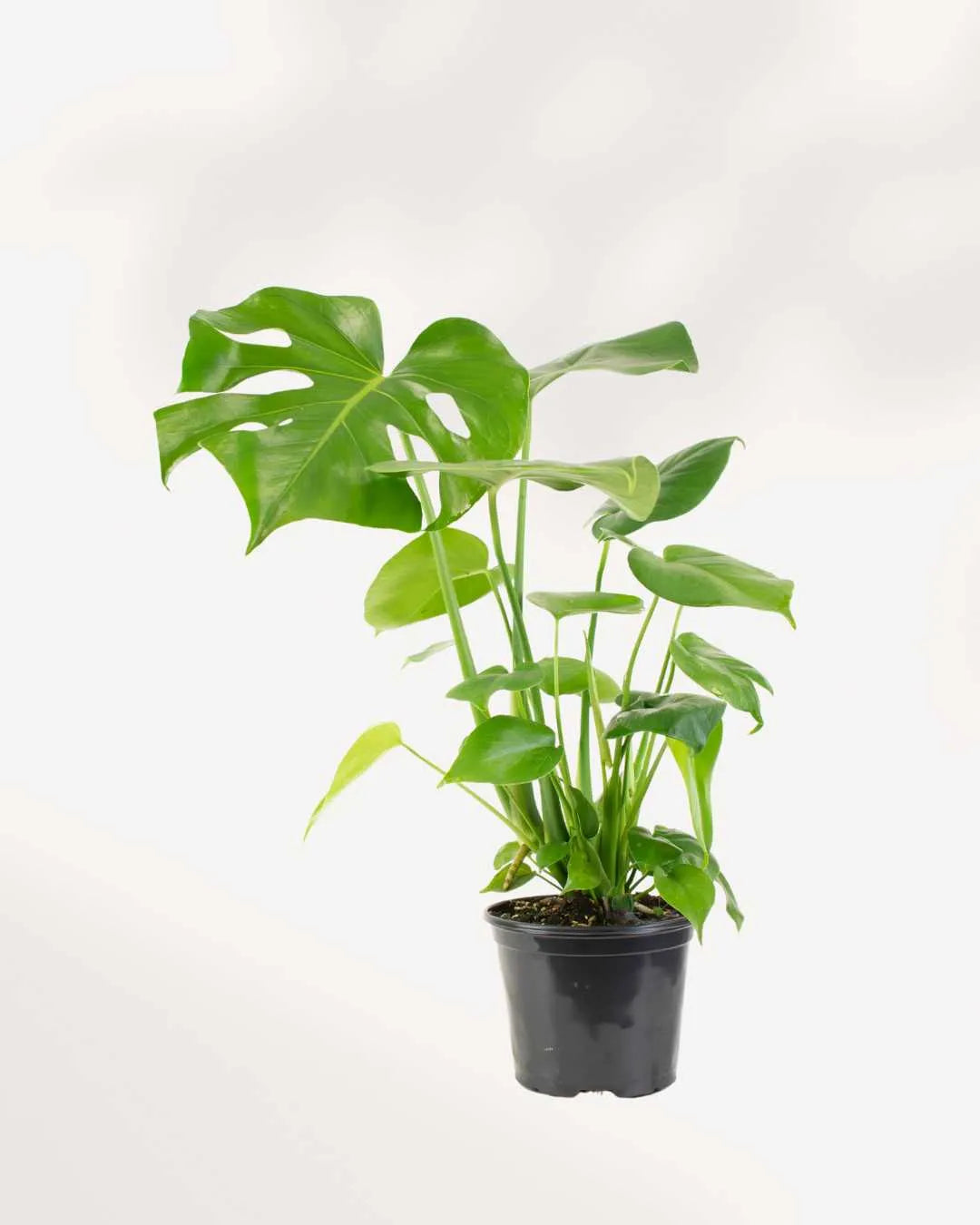 Monstera Deliciosa - Swiss Cheese Plant Deliciosa Mygreenscape | Buy Plants Online Monstera art-noise.myshopify.com monstera-deliciosa-swiss-cheese-plant-deliciosa Monstera Deliciosa - Swiss Cheese Plant Deliciosa Mygreenscape | Buy Plants Online Monstera art-noise.myshopify.com monstera-deliciosa-swiss-cheese-plant-deliciosa