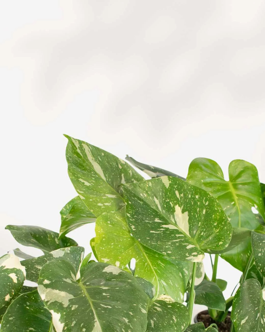 Monstera Thai Constellation Mygreenscape | Buy Plants Online Monstera art-noise.myshopify.com monstera-thai-constellation Monstera Thai Constellation Mygreenscape | Buy Plants Online Monstera art-noise.myshopify.com monstera-thai-constellation