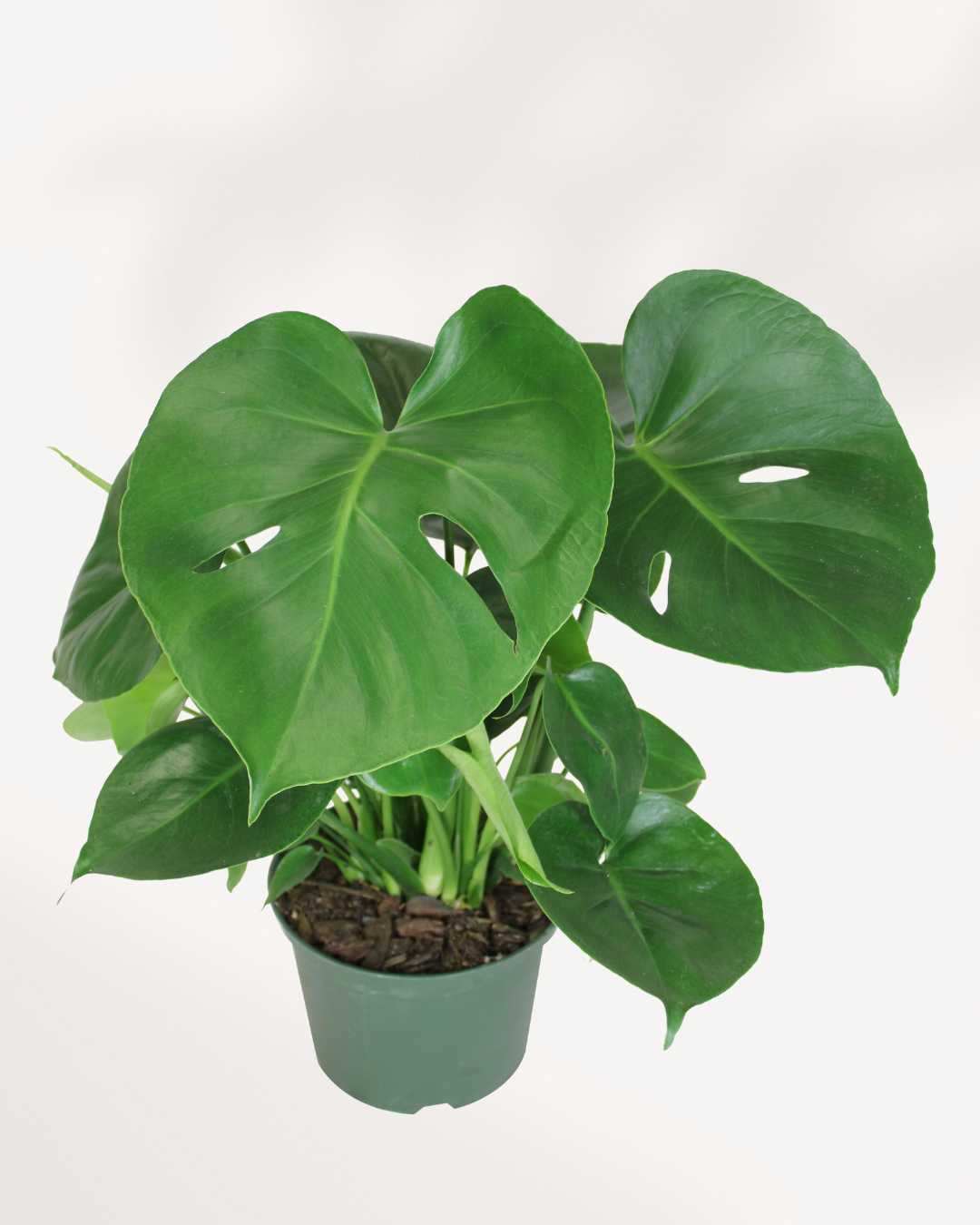 Monstera Deliciosa - Swiss Cheese Plant Deliciosa Mygreenscape | Buy Plants Online Monstera art-noise.myshopify.com monstera-deliciosa-swiss-cheese-plant-deliciosa