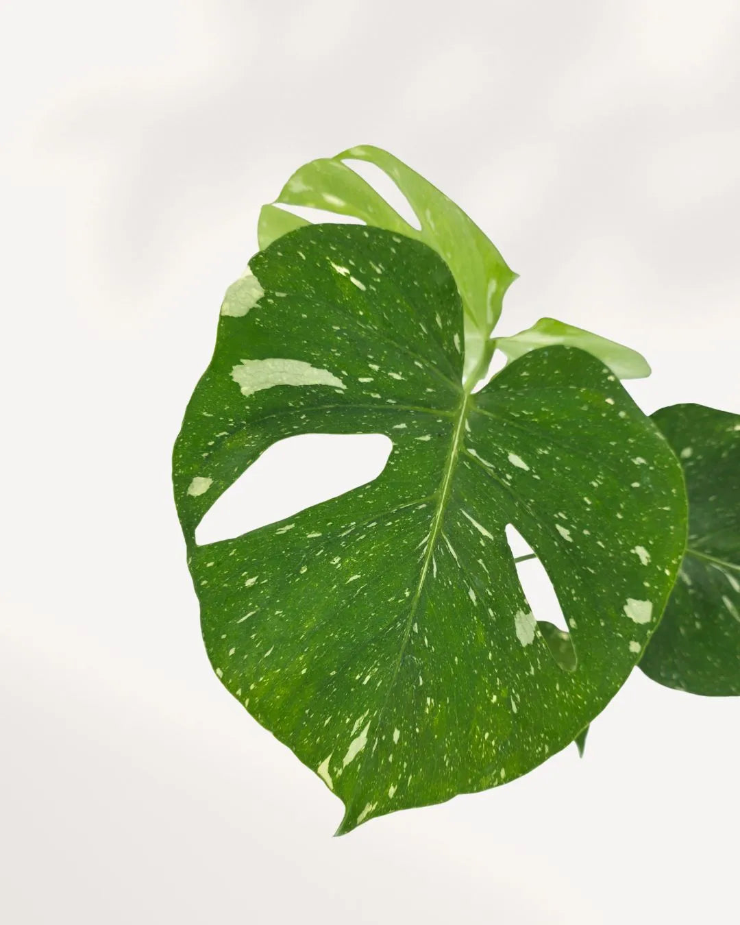 Monstera Thai Constellation Mygreenscape | Buy Plants Online Monstera art-noise.myshopify.com monstera-thai-constellation Monstera Thai Constellation Mygreenscape | Buy Plants Online Monstera art-noise.myshopify.com monstera-thai-constellation