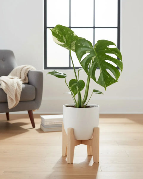 Monstera Thai Constellation Mygreenscape | Buy Plants Online Monstera art-noise.myshopify.com monstera-thai-constellation Monstera Thai Constellation Mygreenscape | Buy Plants Online Monstera art-noise.myshopify.com monstera-thai-constellation