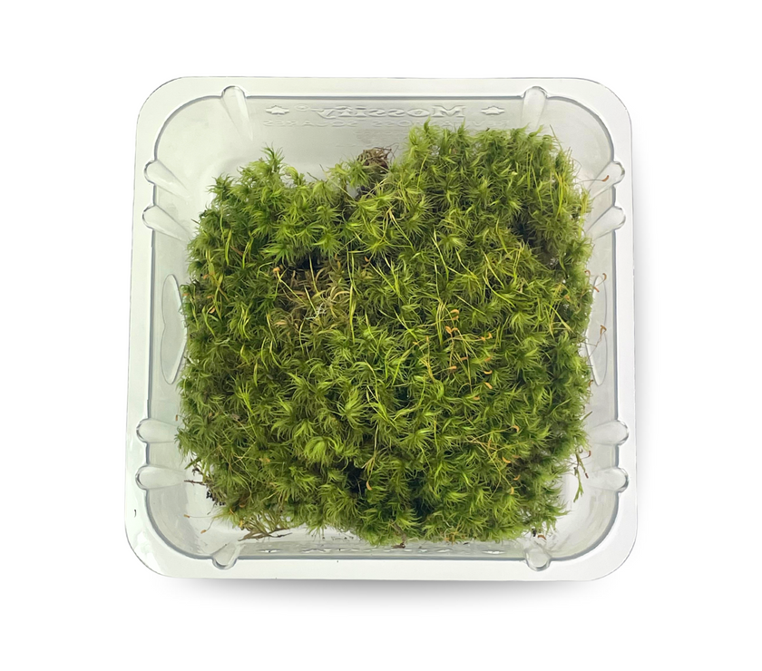 Mood Moss - Revita-Moss (Dicranum)