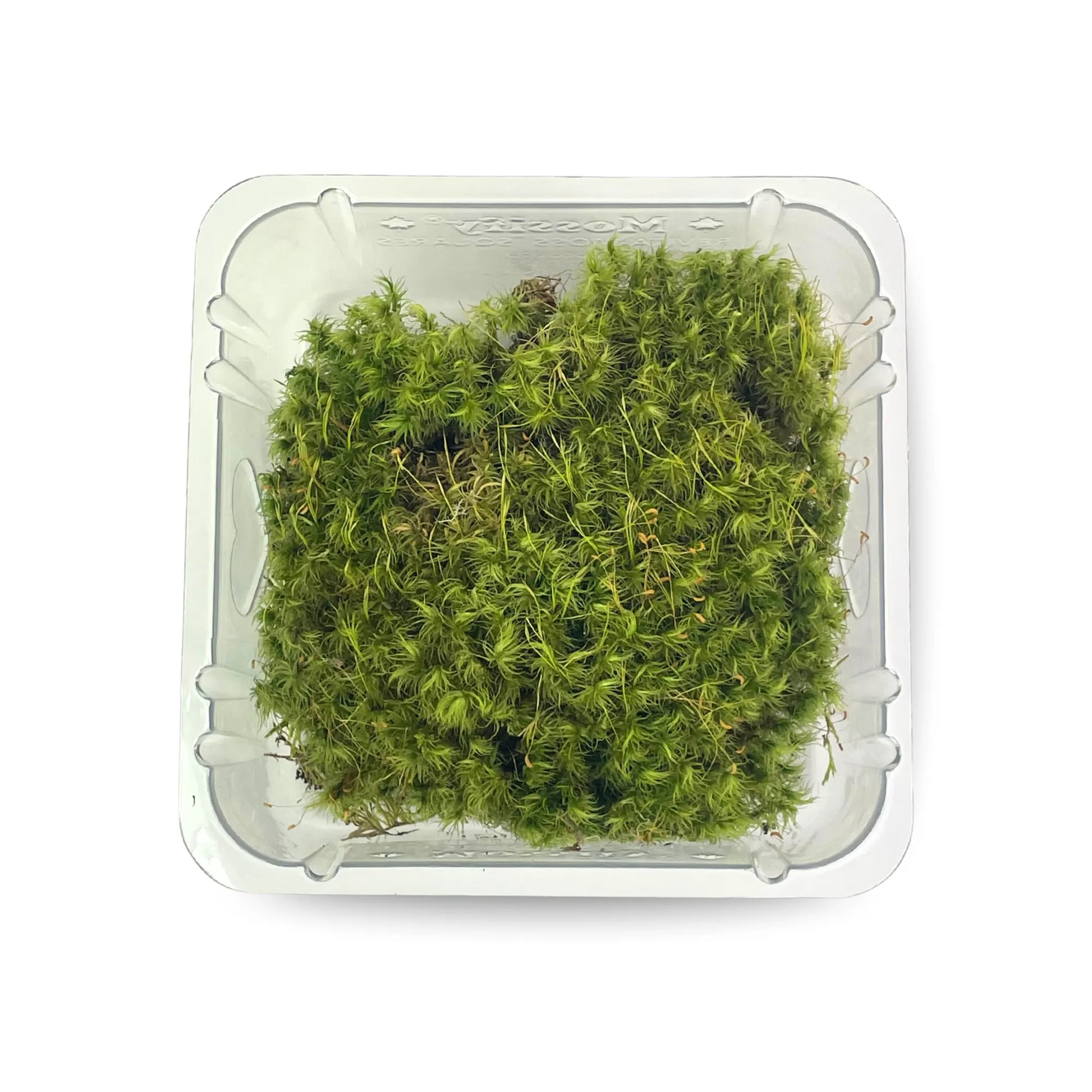 Mood Moss - Revita-Moss (Dicranum) Mossify product_type art-noise.myshopify.com mood-moss-revita-moss-dicranum Mood Moss - Revita-Moss (Dicranum) Mossify  art-noise.myshopify.com mood-moss-revita-moss-dicranum