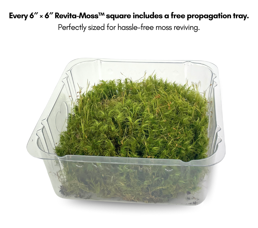 Mood Moss - Revita-Moss (Dicranum)