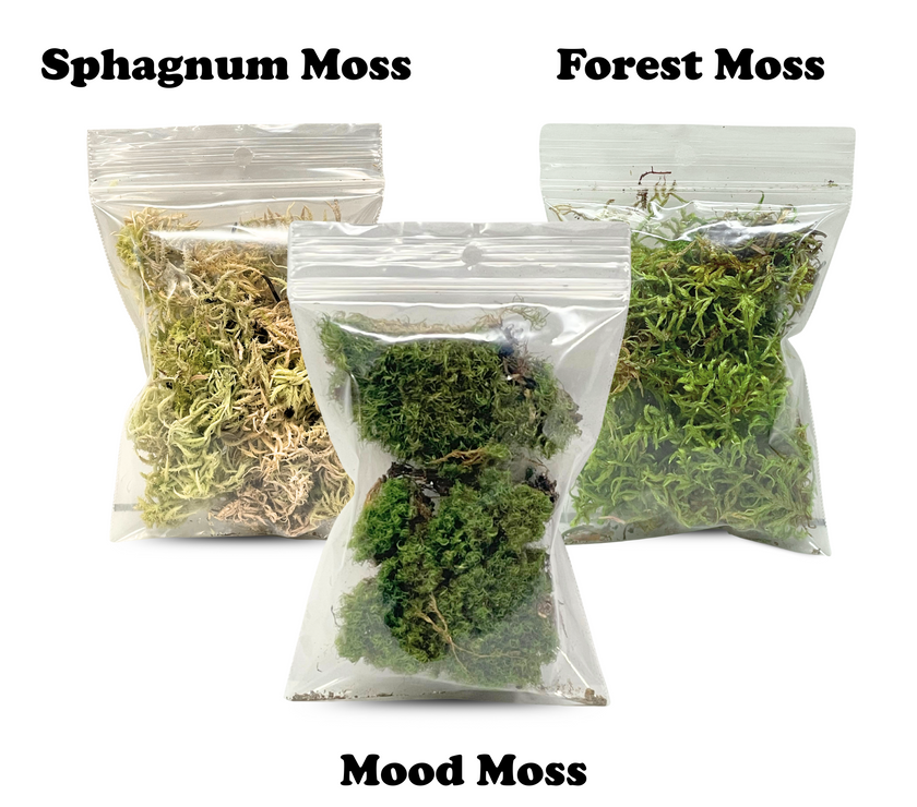 Mossify Terrarium Kit