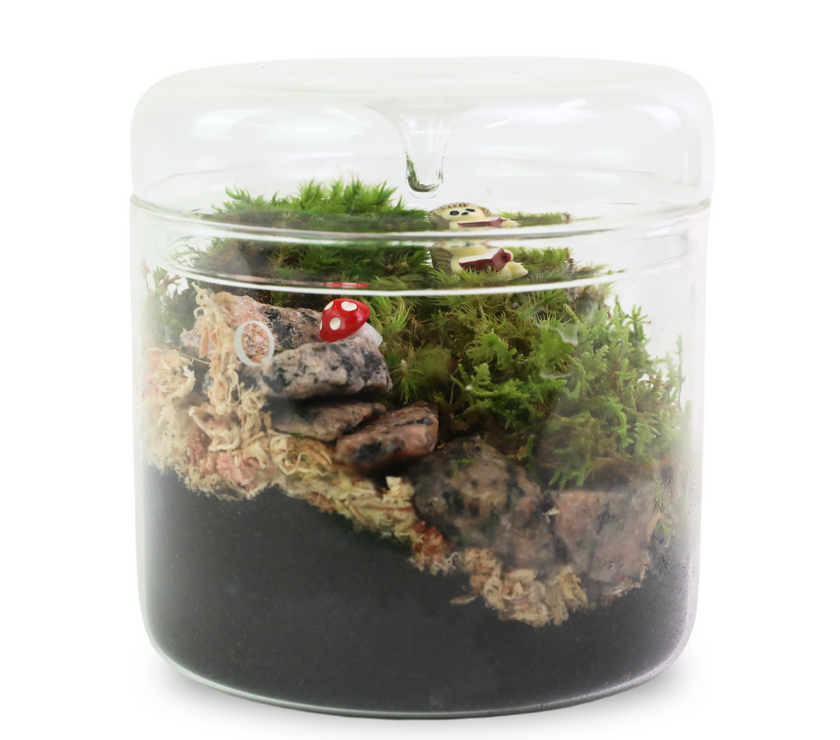 Mood Moss - Revita-Moss (Dicranum)