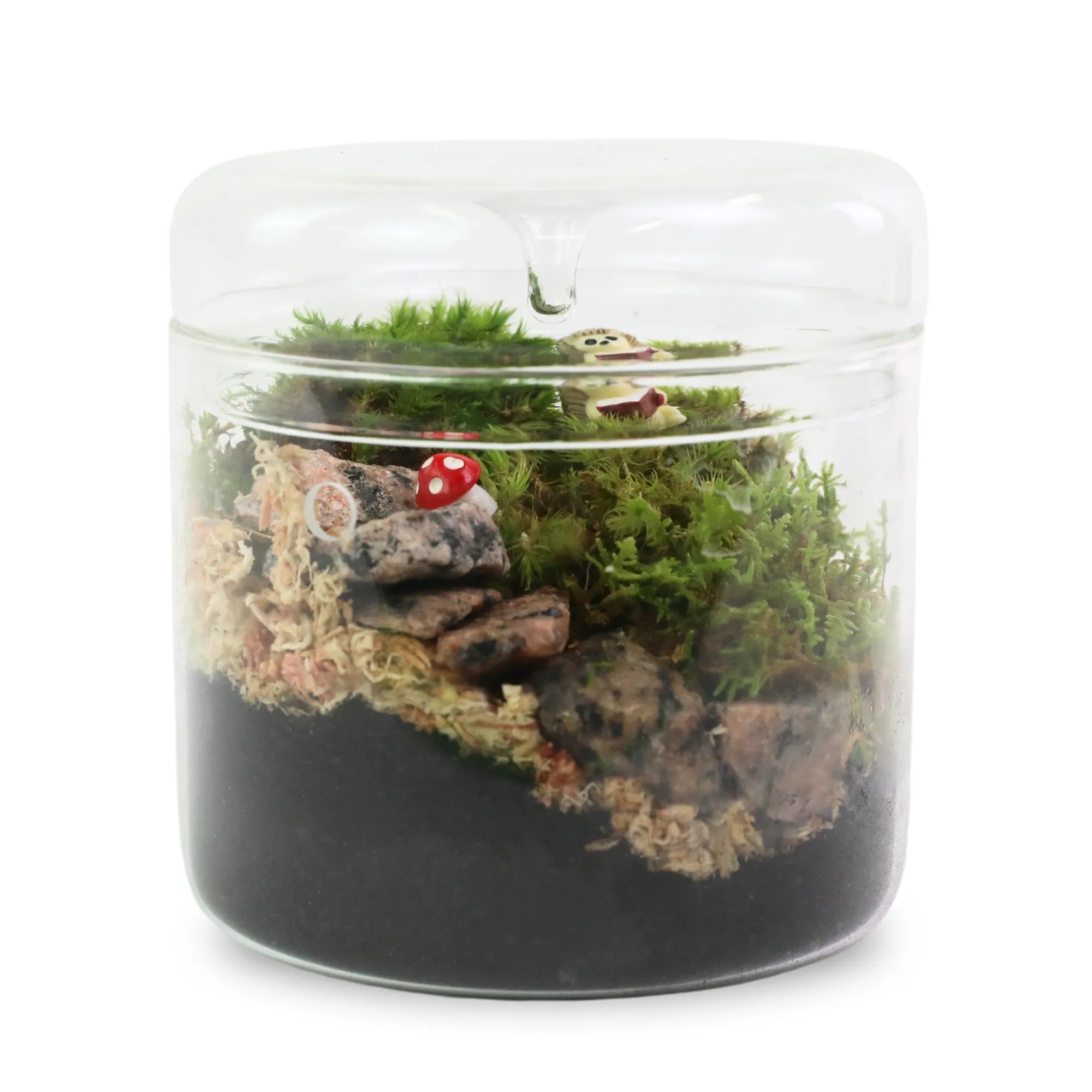 Mood Moss - Revita-Moss (Dicranum) Mossify product_type art-noise.myshopify.com mood-moss-revita-moss-dicranum Mood Moss - Revita-Moss (Dicranum) Mossify  art-noise.myshopify.com mood-moss-revita-moss-dicranum