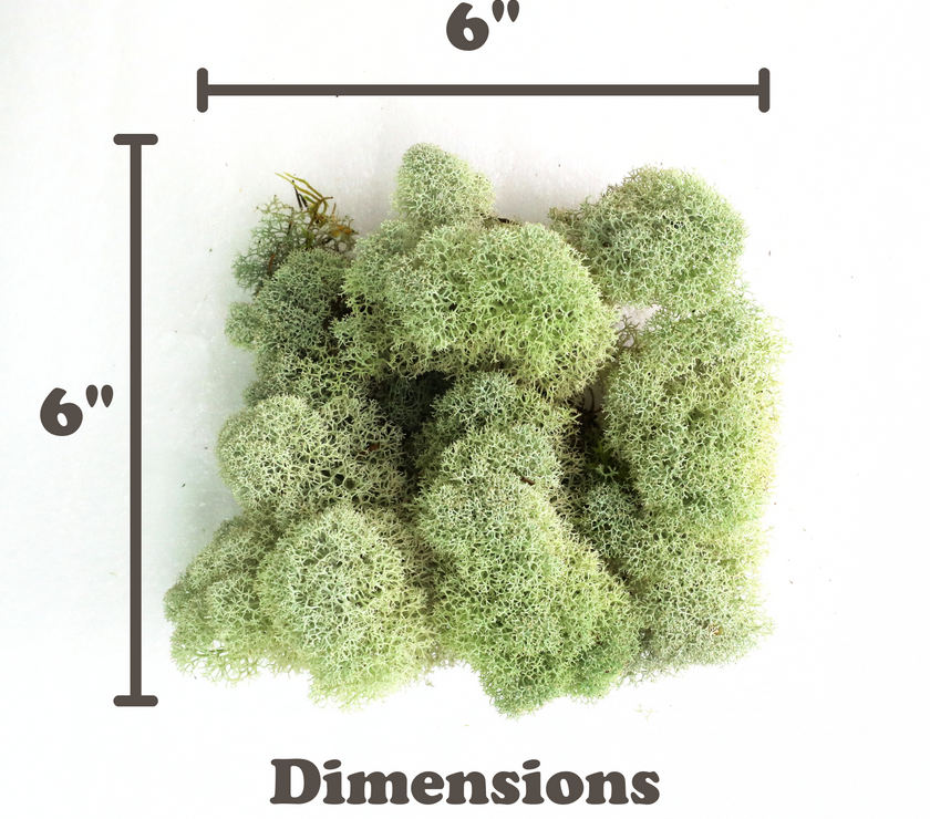 Natural Canadian Reindeer Moss - Revita-Moss