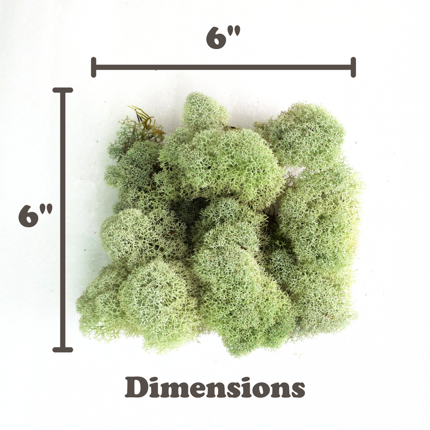 Natural Canadian Reindeer Moss - Revita-Moss